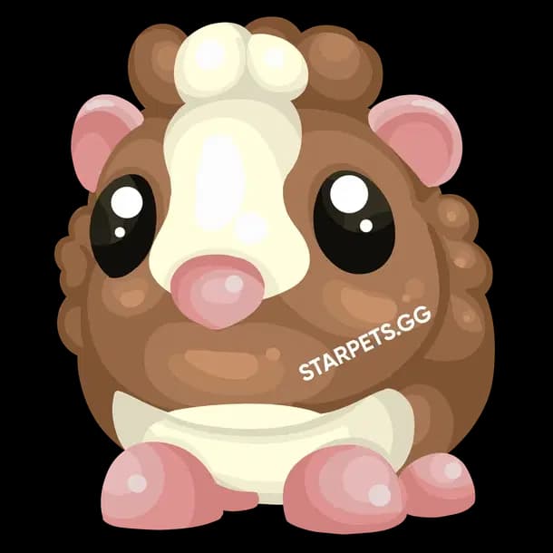 Chocolate Dutch Guinea Pig