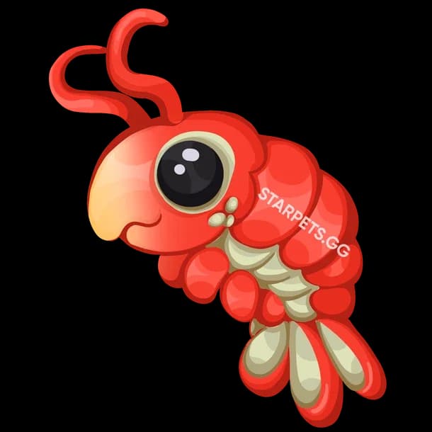 Emperor Shrimp
