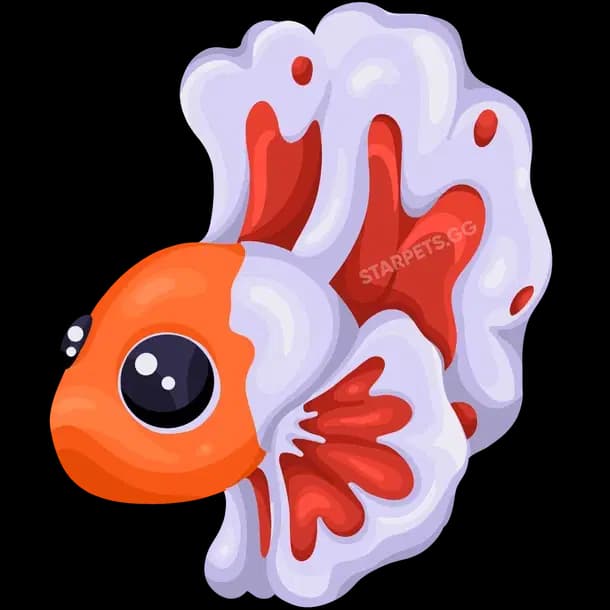 Orange Betta Fish