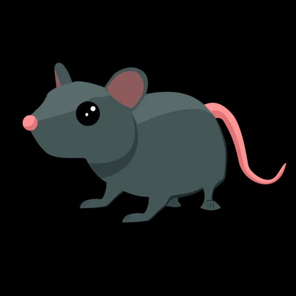 Rat