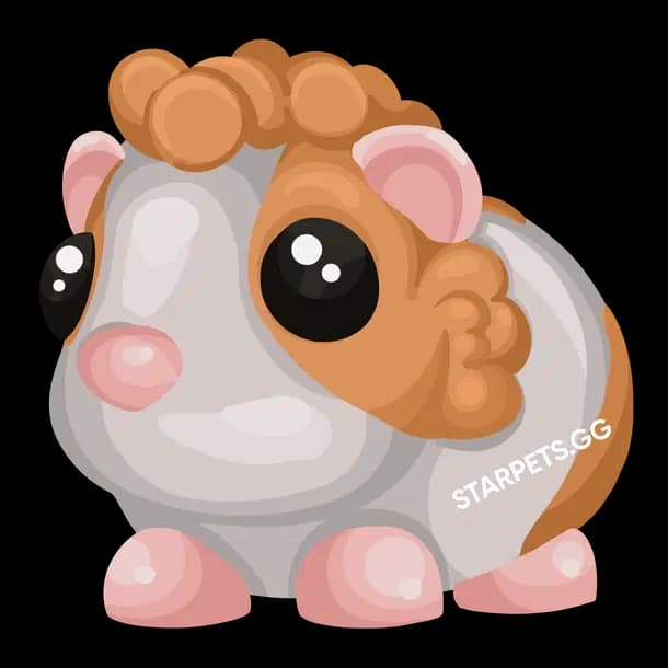 Red Dutch Guinea Pig