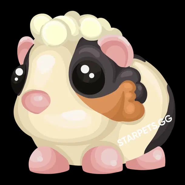 Tortoiseshell Guinea Pig