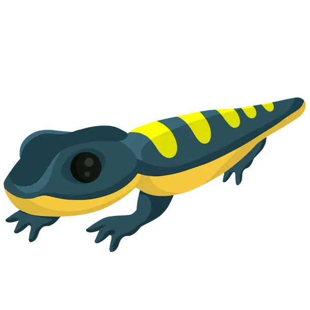 Salamander