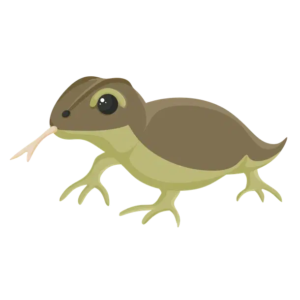 Komodo Dragon