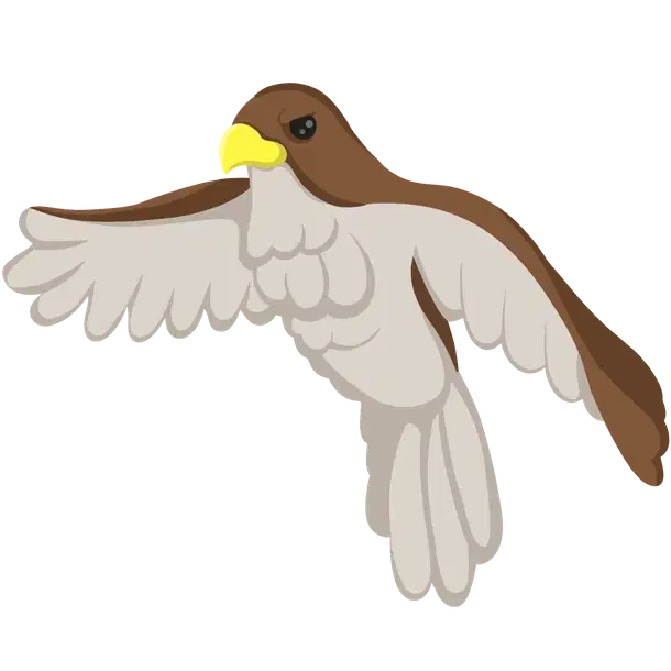 Hawk