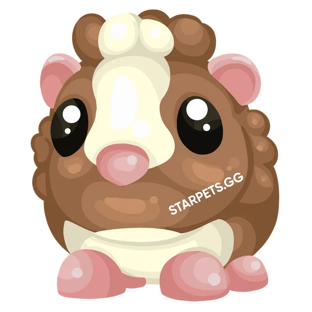 Chocolate Dutch Guinea Pig