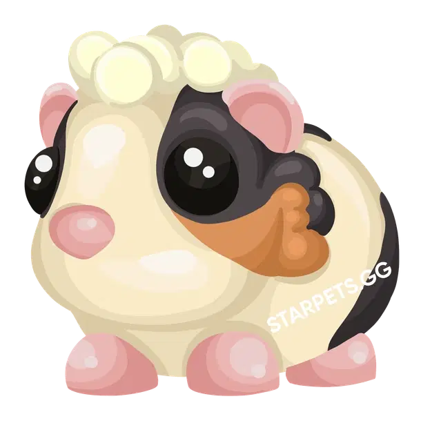 Tortoiseshell Guinea Pig