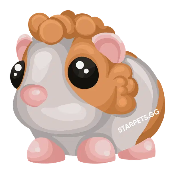 Red Dutch Guinea Pig