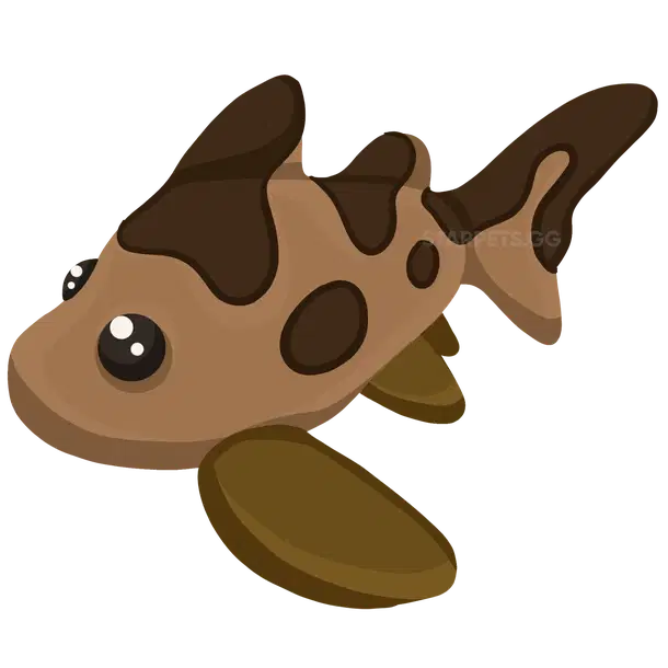 Leopard Shark