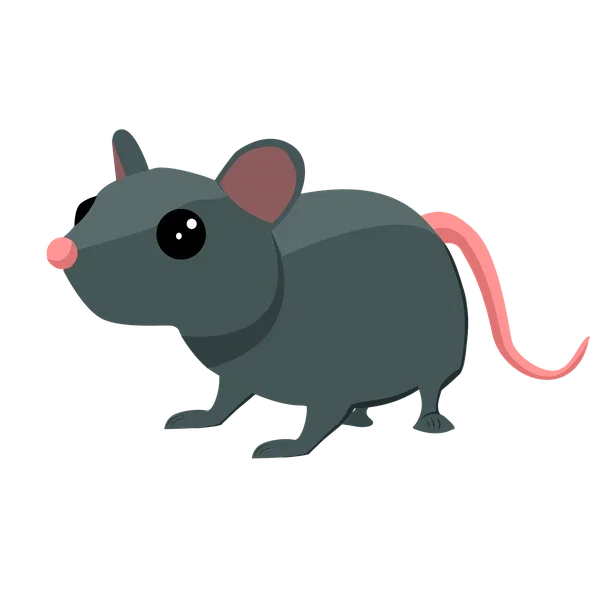 Rat