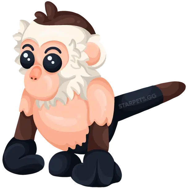 Capuchin Monkey