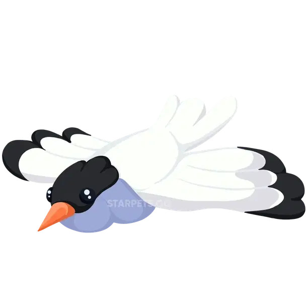 Arctic Tern