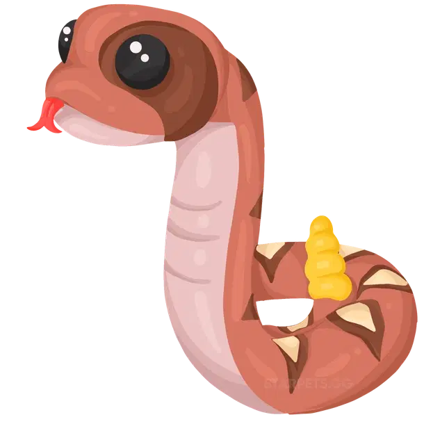 Rattlesnake