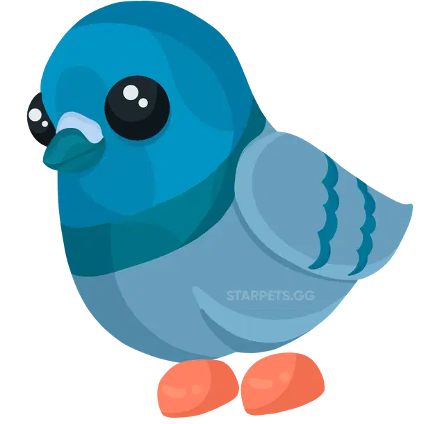 Rock Pigeon
