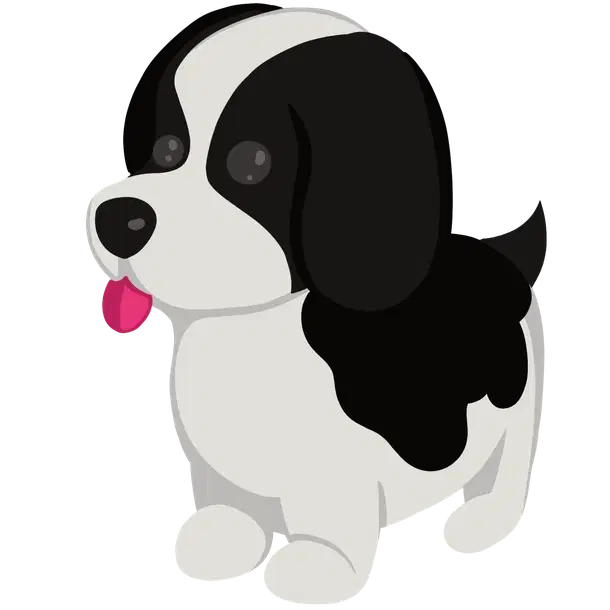 Black Springer Spaniel