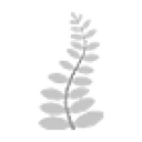 White Fern