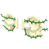 Clam Wings