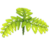 Fern Propeller