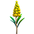 Goldenrod Flower