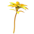Golden Petunia