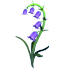 Bluebell Flower