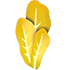 Golden Lettuce
